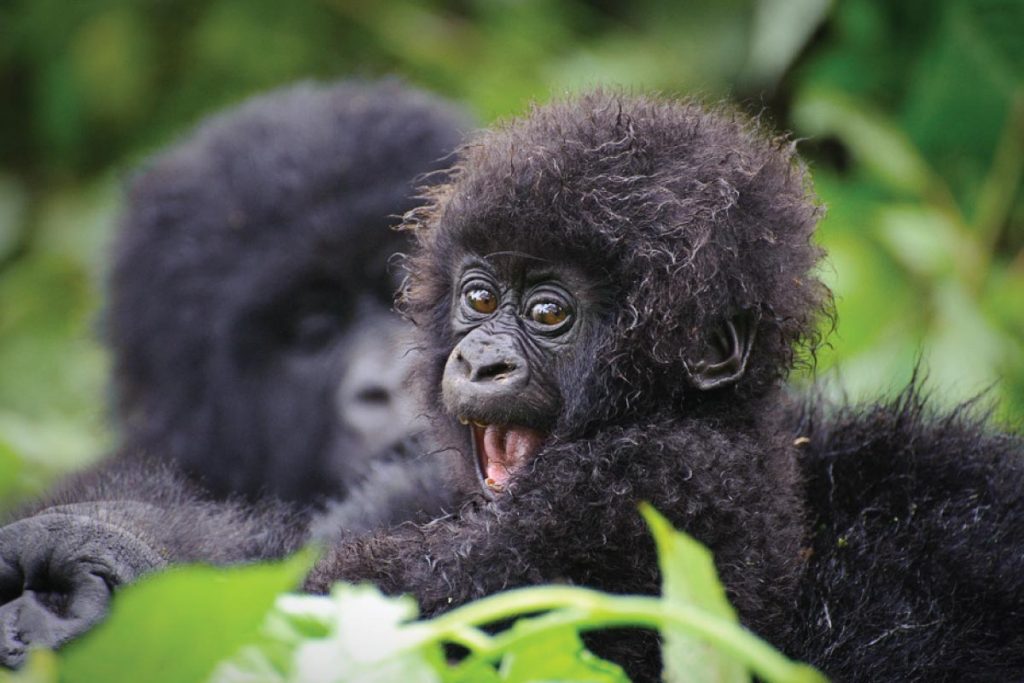 7 Days Uganda Gorilla Safari Gorilla Trekking Uganda From Kigali