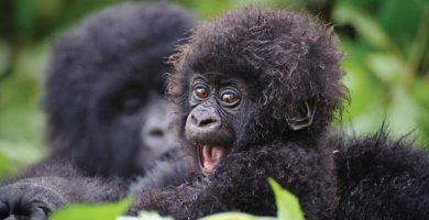 Uganda Gorilla Trekking in Bwindi Impenetrable Forest