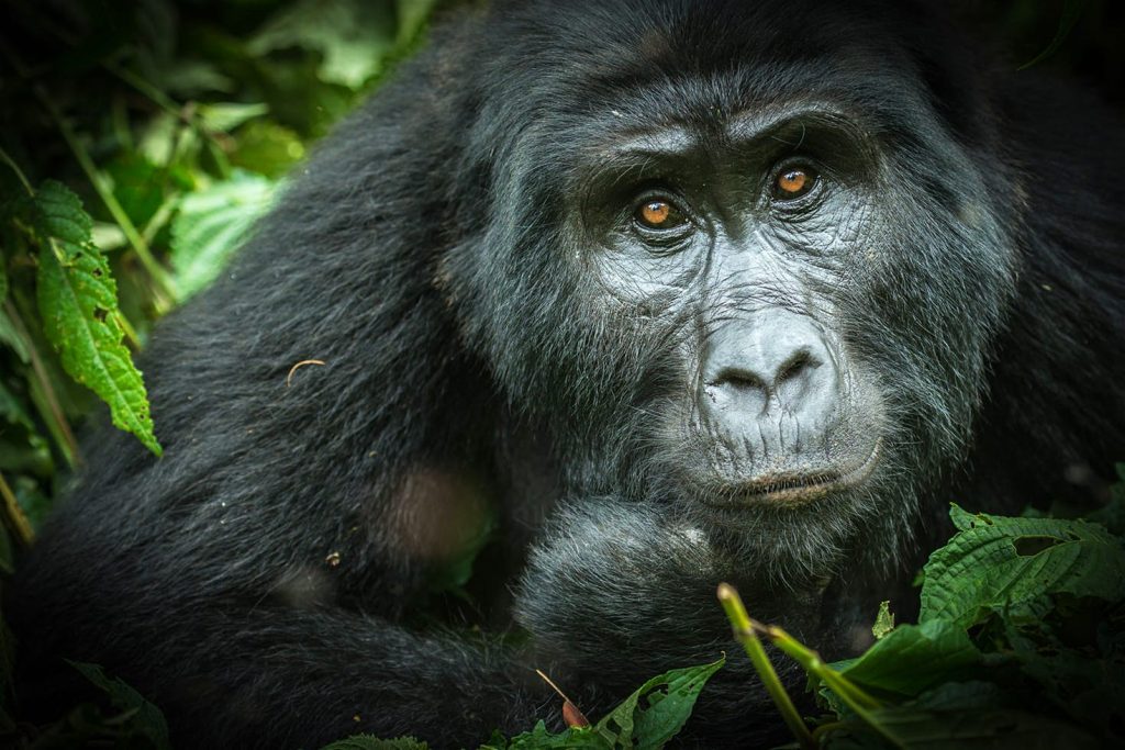 7-Day Uganda Safari - Gorillas, Chimps & Wildlife from Kigali