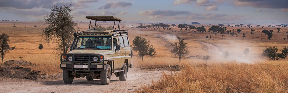 gorilla trekking company car