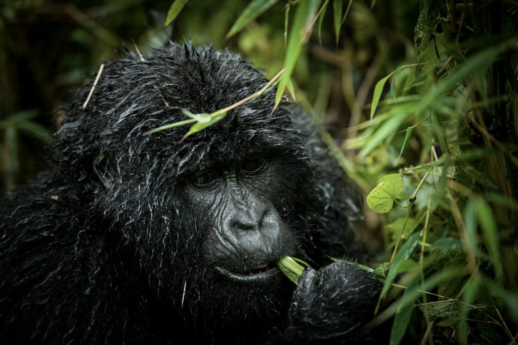 Rwanda Gorilla Permit 2025/2026 - Cost, Availability, and Discounts