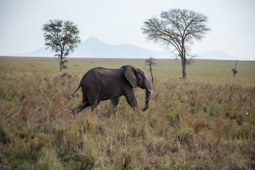 20-Day Uganda Safari Highlights