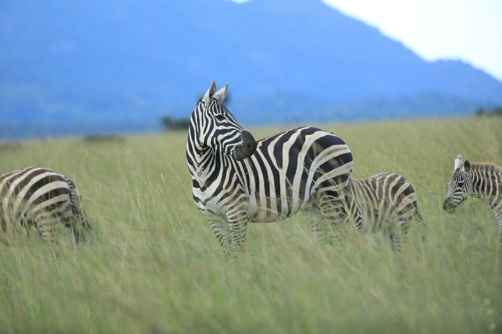 Kidepo Valley National Park