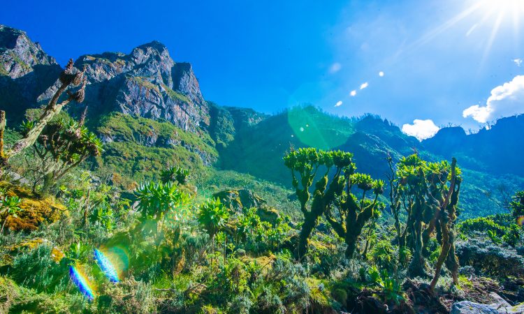 21-Day Mount Rwenzori Primates and Wildlife Safari in Uganda