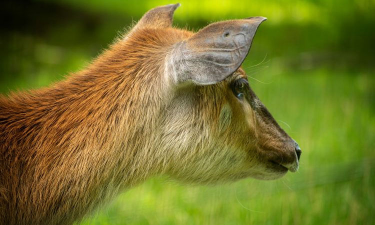 21-Day Uganda Expedition - Ultimate Primates, Wildlife, and Leisure Safari