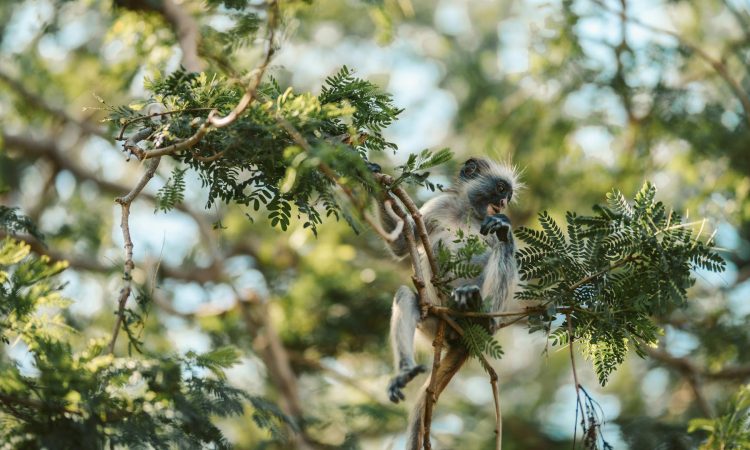 10-Day Uganda Safari - Best Primates & Wildlife from Kigali