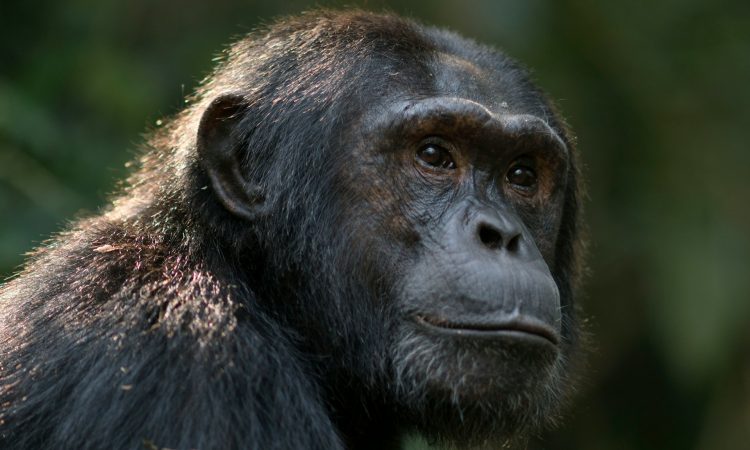 Explore Gishwati-Mukura National Park - Biodiversity & Primate Trekking