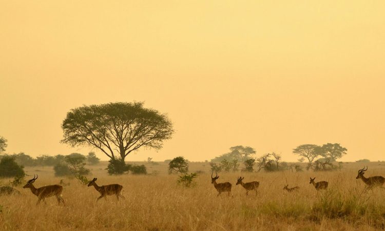 15-Day Uganda Wildlife & Gorilla Trekking Tour