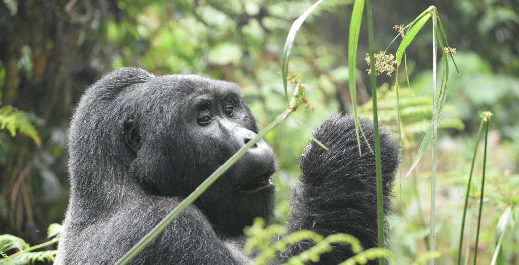 Virunga National Park Congo - Ultimate Guide to Gorilla Trekking, Safety, and Lodges