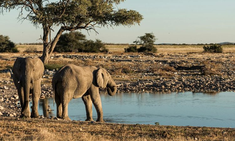 21-Day East African Safari Adventure with Gorilla Trekking