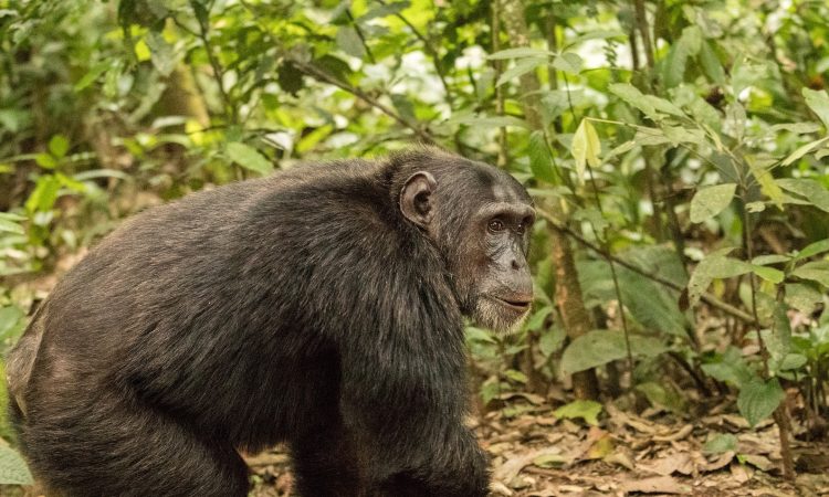 3-Day Chimpanzee Trekking in Nyungwe - Ultimate Rwanda Adventure