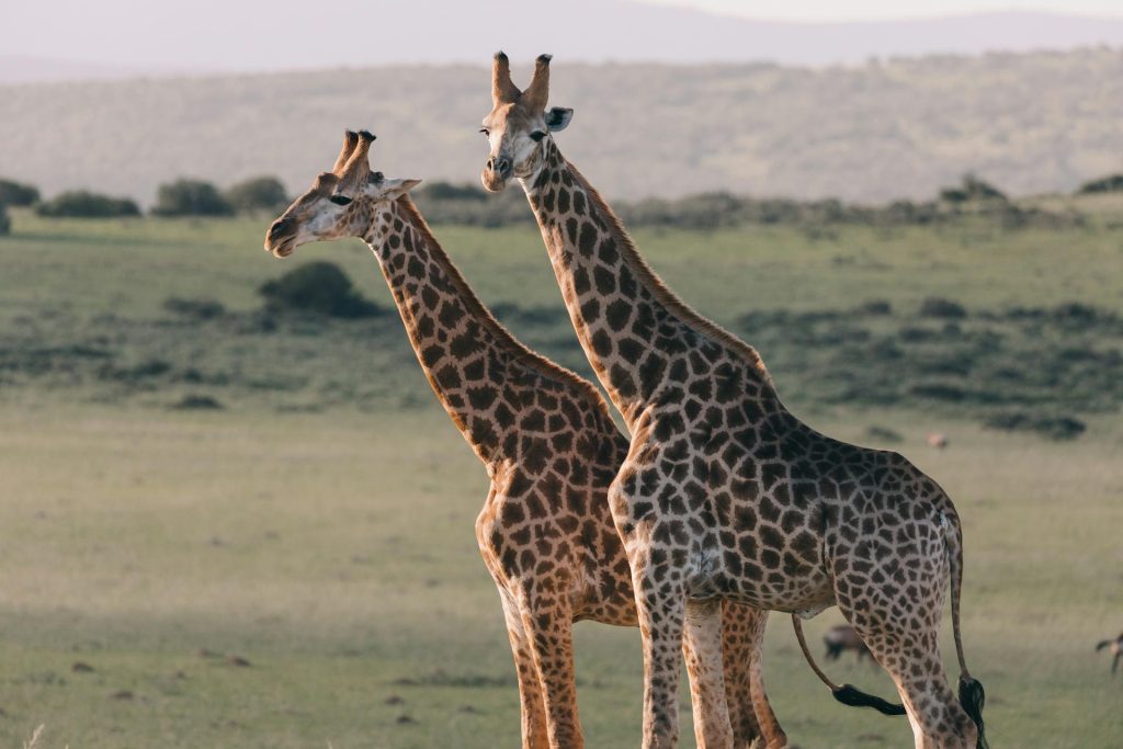 15-Day Kenya Safari & Diani Beach Holiday Tour