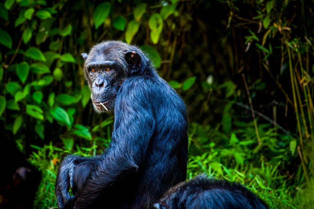 3-Day Rwanda Chimpanzee Tour Highlights