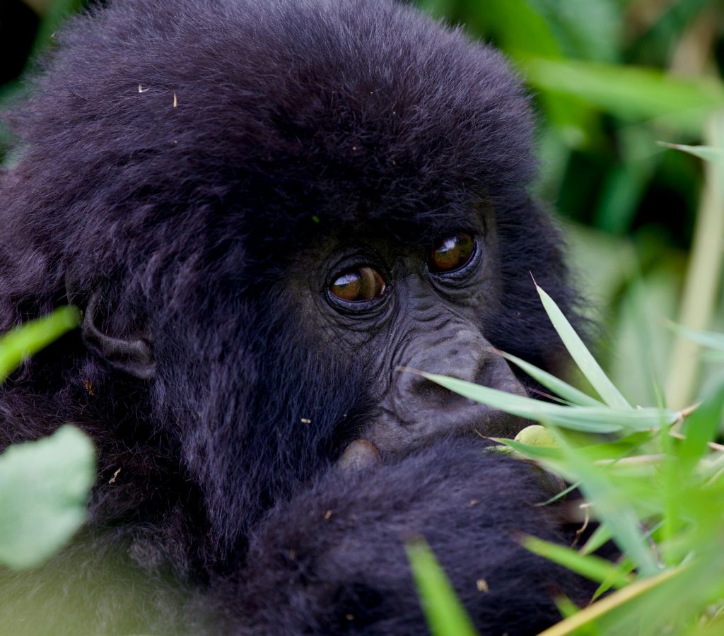 Essential Tips for Gorilla Trekking - Prepare for Your Adventure