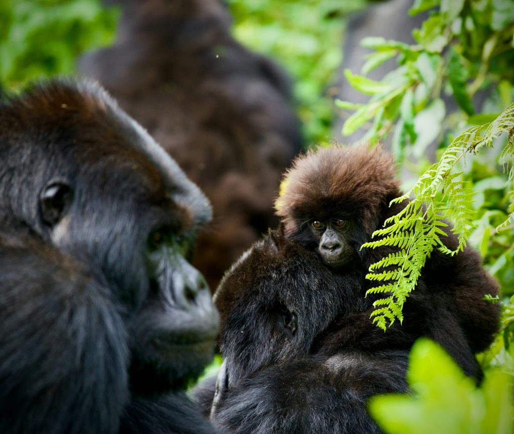 Detailed 4-Day Rwanda Gorilla Tour Itinerary