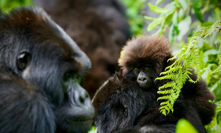 Comparing Gorilla Trekking - Uganda vs Rwanda vs Congo