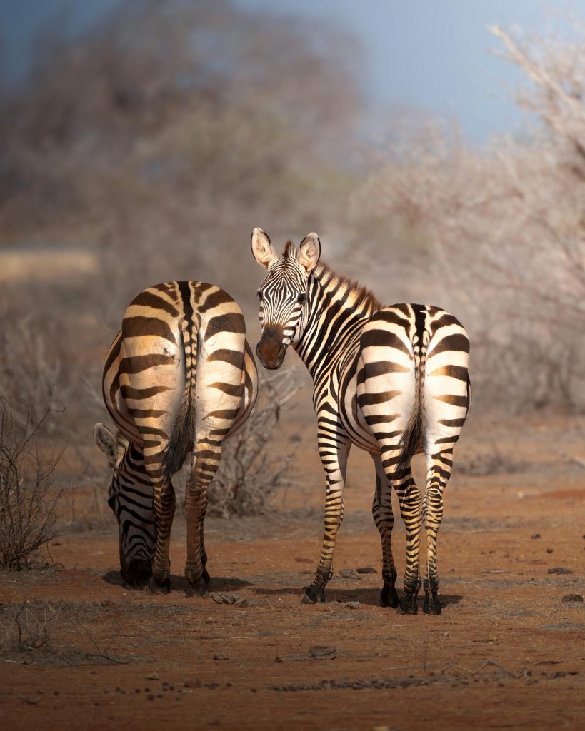 3-Day Wildlife Safari in Tsavo West & East National Parks