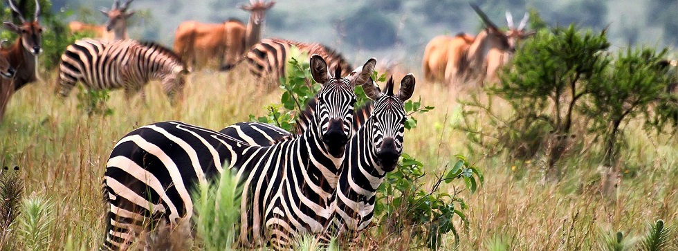 3 Days Akagera National Park Safari