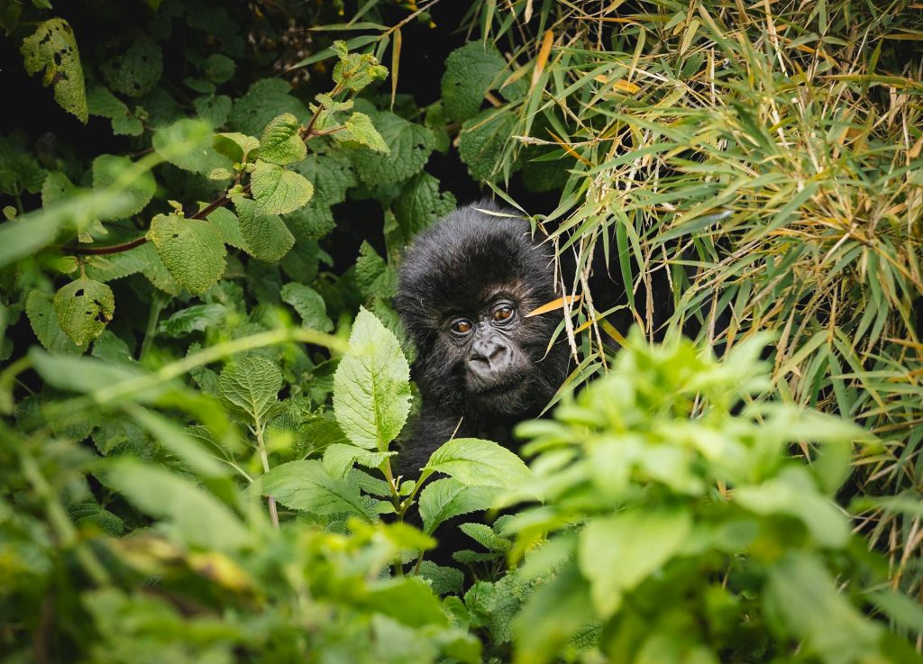 Plan Your Rwanda Gorilla Trekking & Kilimanjaro Hiking Adventure