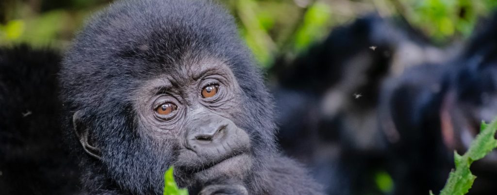 3 Days Bwindi Gorillas from Kigali