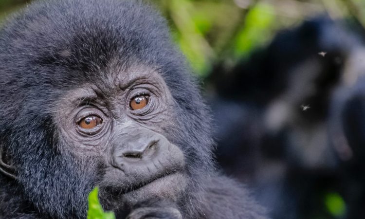 3 Days Bwindi Gorillas from Kigali