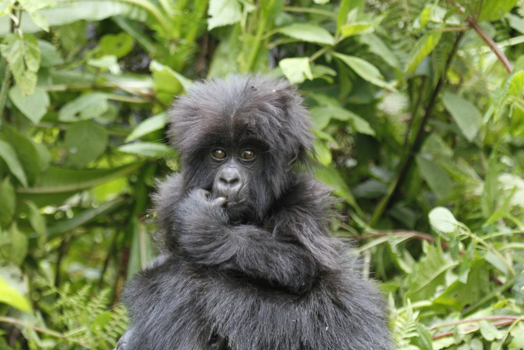 Detailed 5-Day 3 Gorilla Treks Tour Itinerary