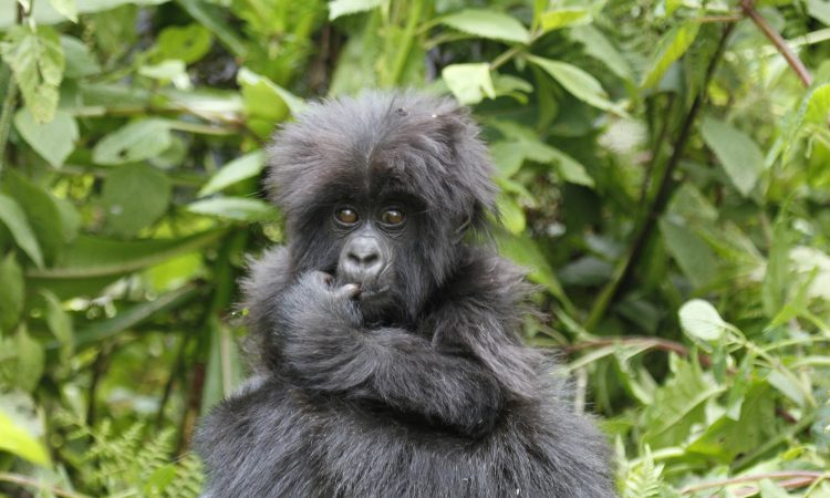 The Mountain Gorilla Trekking Experience