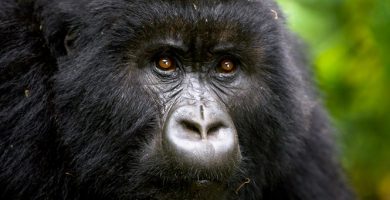 3 Days Congo Gorilla Trekking in Virunga