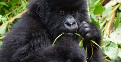 3 Days Rwanda Gorilla Safari in PNV