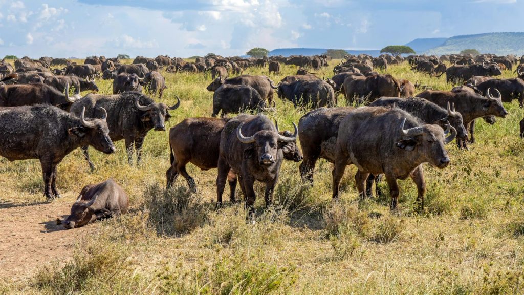4-Day Budget Safari in Masai Mara - Kenya Budget Safari