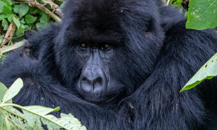 Why are Silverbacks so Strong