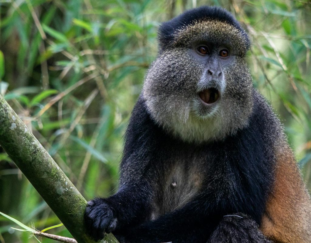 4-Day Rwanda Gorilla and Golden Monkey Tour - Ultimate Adventure