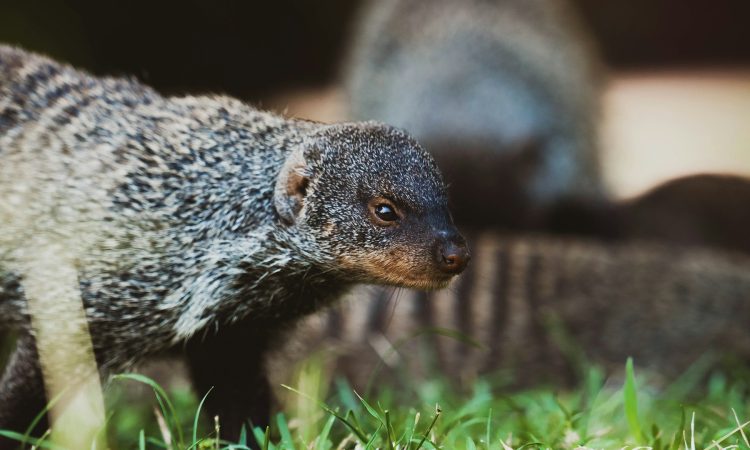 4 Days Uganda Safari - Gorilla Trekking & Wildlife Adventure from Kigali