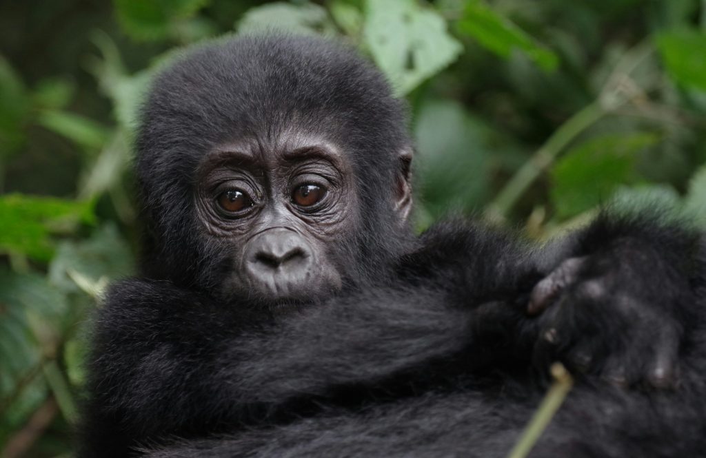 21-Day East African Safari Adventure with Gorilla Trekking