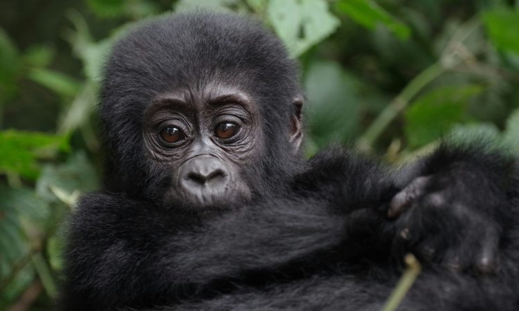 21-Day East African Safari Adventure with Gorilla Trekking