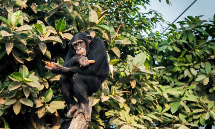 18-Day East African Safari Adventure - Gorilla Trekking & Big Five