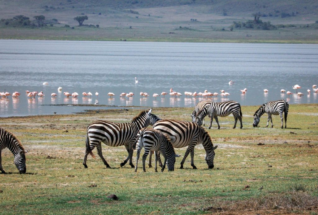 5-Day Tanzania Camping Safari to Serengeti & Ngorongoro