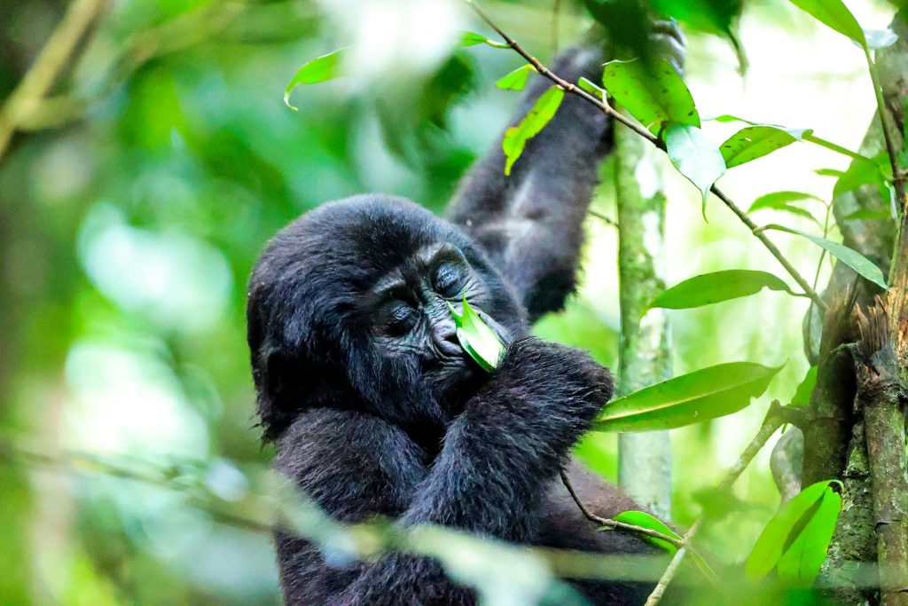 Cost of a Gorilla Permit