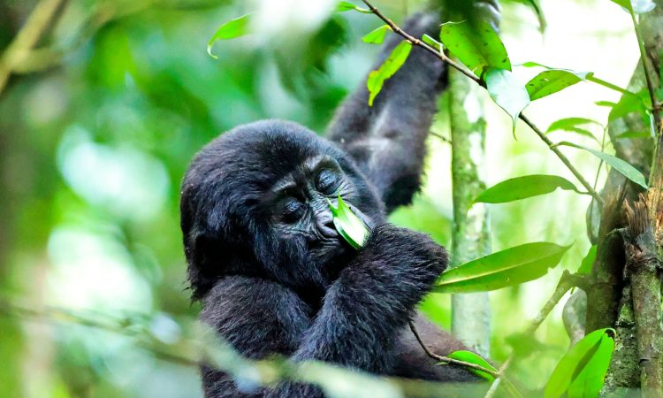 Cost of a Gorilla Permit