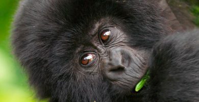 Price of Gorilla Trekking in Uganda