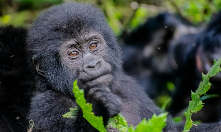 5 Days Triple Gorilla Trekking Tour - Explore Bwindi's Three Regions