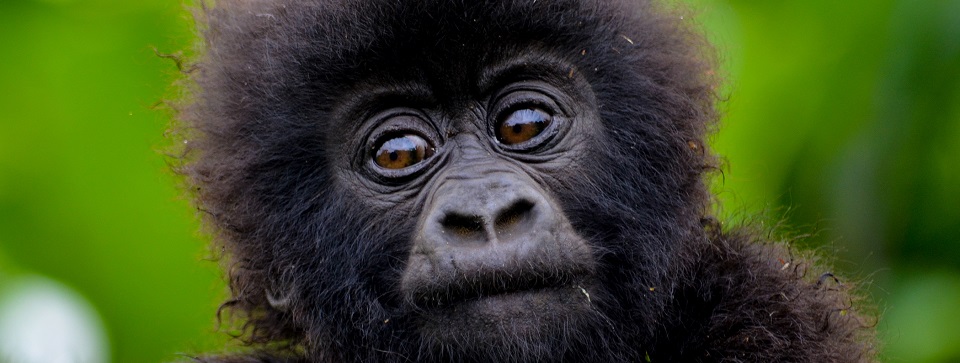 5 Days Uganda Rwanda Gorilla Safari