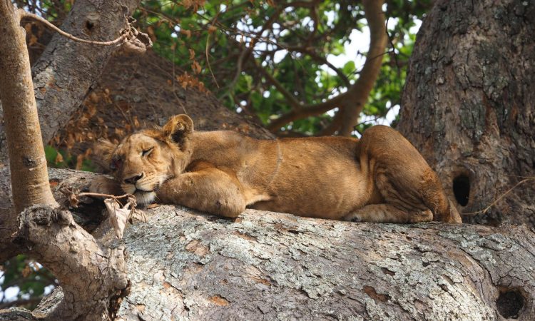 Experience the Tree Climbing Lions of Ishasha - Wildlife Adventure