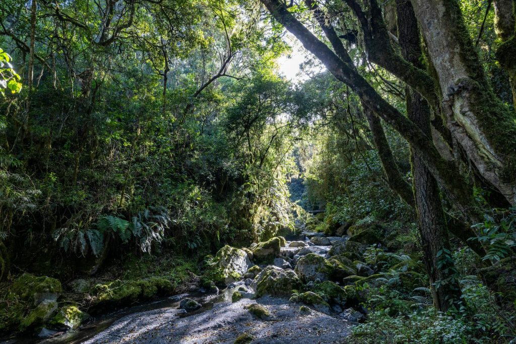 6-Day Mount Kilimanjaro Climbing Tour - Machame Route Adventure