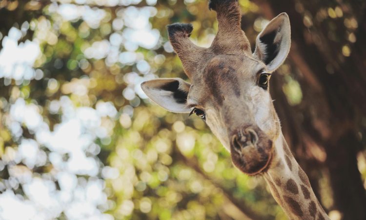 6-Day Uganda Gorilla Trek & Masai Mara Wildebeest Safari