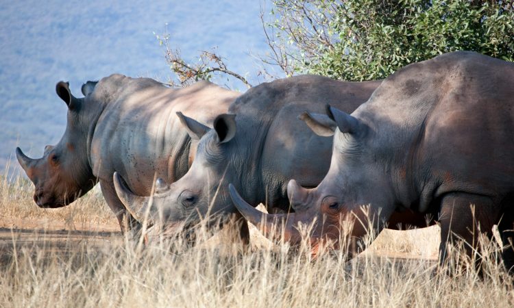 6-Day Rwanda Wildlife & Gorilla Safari Adventure