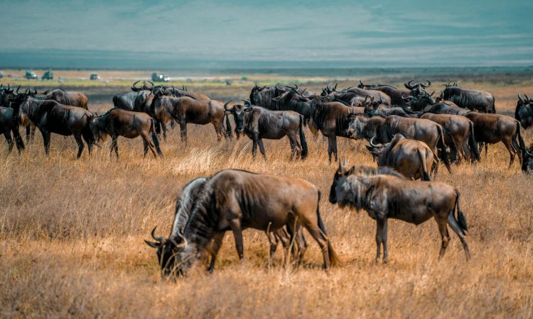 3-Day Luxury Flying Safari to Serengeti - Luxury Tanzania Safari