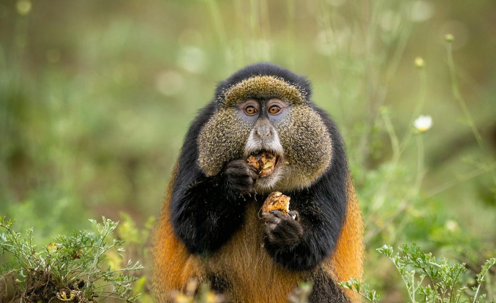 4-Day Uganda Gorillas & Golden Monkey Tour Highlights