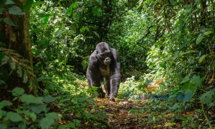 6 Days Uganda Safari - Gorilla Trekking in Bwindi & Golden Monkeys in Mgahinga