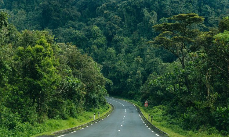 Nyungwe Forest National Park - Chimpanzee Trekking, Canopy Walks & Primate Tours in Rwanda